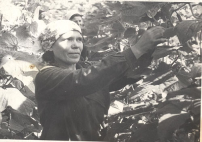 Алхимова М. А. работает в теплице 1970-е годы