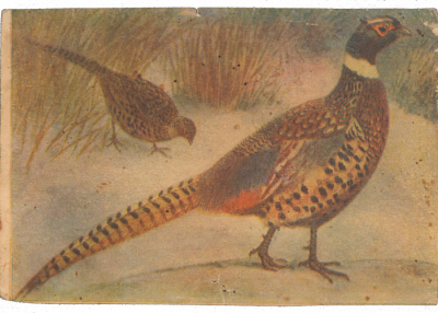 Почтовая открытка сестре